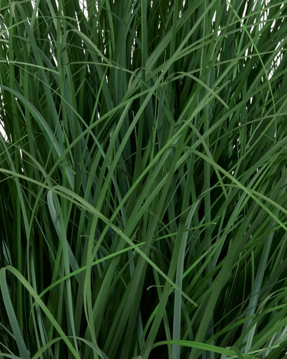 HAVELLEPlante artificielle HAVELLE H65cm herbe verte